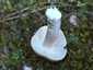 Szagos csigagomba (Hygrophorus agathosmus), Őrség